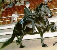View Friesian horse purchasing details for Ate