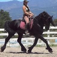 View Friesian horse purchasing details for ATLAS