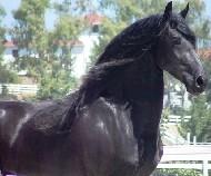 View Friesian horse purchasing details for Attache'