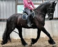 View Friesian horse purchasing details for Bas