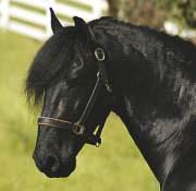 View Friesian horse purchasing details for Bauke