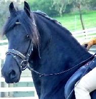 View Friesian horse purchasing details for Beitske-STER