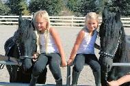 View Friesian horse purchasing details for Bennie vande Hazenhut ST