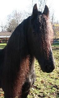 View Friesian horse purchasing details for BENNO