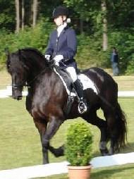 View Friesian horse purchasing details for Berber - STER