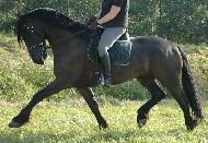 View Friesian horse purchasing details for Blaky