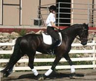 View Friesian horse purchasing details for Bob