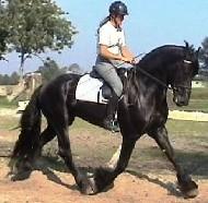 View Friesian horse purchasing details for Bodega