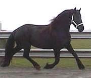 View Friesian horse purchasing details for Bonita