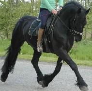 View Friesian horse purchasing details for Bon Z