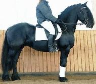 View Friesian horse purchasing details for Bouke  BSF STER