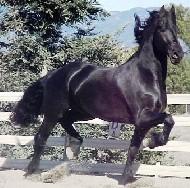View Friesian horse purchasing details for Branco