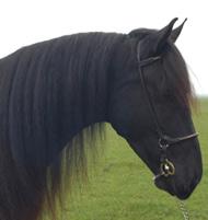 View Friesian horse purchasing details for Brechtsje v/h Witzand