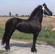 View Friesian horse purchasing details for Brechje