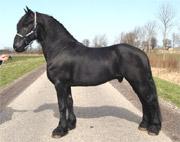 View Friesian horse purchasing details for Apollo