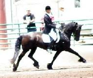 View Friesian horse purchasing details for Brenda fan de Marwei