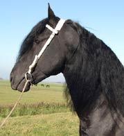 View Friesian horse purchasing details for Brent
