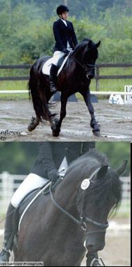 View Friesian horse purchasing details for Broer