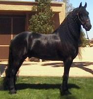 View Friesian horse purchasing details for Bentley