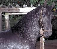 View Friesian horse purchasing details for Darco