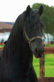 View Friesian horse purchasing details for Douwe van de Broekstraat