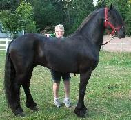 View Friesian horse purchasing details for Job K