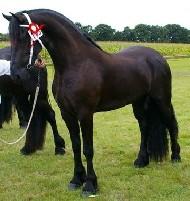 View Friesian horse purchasing details for Azure STER
