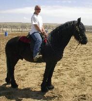 View Friesian horse purchasing details for Romeo