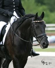 View Friesian horse purchasing details for Alba