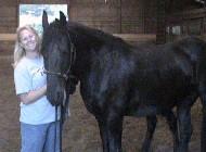 View Friesian horse purchasing details for Aletta