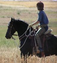 View Friesian horse purchasing details for Arend BSF