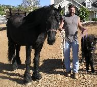 View Friesian horse purchasing details for Bach