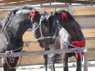 View Friesian horse purchasing details for Basila and Hilda