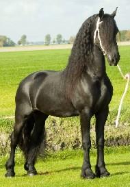 View Friesian horse purchasing details for BRISTOL