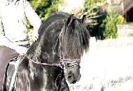 View Friesian horse purchasing details for Bodega BSF