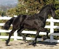View Friesian horse purchasing details for Boreus