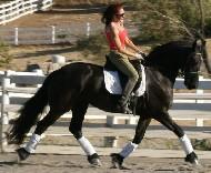View Friesian horse purchasing details for Cache'
