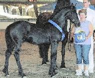 View Friesian horse purchasing details for Camilla