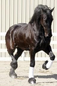 View Friesian horse purchasing details for CHANEL
