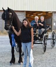 View Friesian horse purchasing details for Cobus