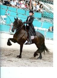 View Friesian horse purchasing details for DAKOTA