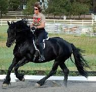 View Friesian horse purchasing details for Deena