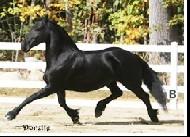 View Friesian horse purchasing details for Dorette