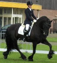 View Friesian horse purchasing details for NIRVANA STER