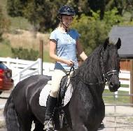 View Friesian horse purchasing details for TINUS F.T.