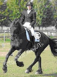 View Friesian horse purchasing details for Edzer