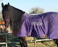View Friesian horse purchasing details for Fendi
