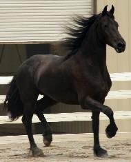 View Friesian horse purchasing details for Taru