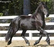 View Friesian horse purchasing details for FRANGELICA