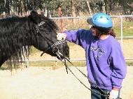View Friesian horse purchasing details for Gabby